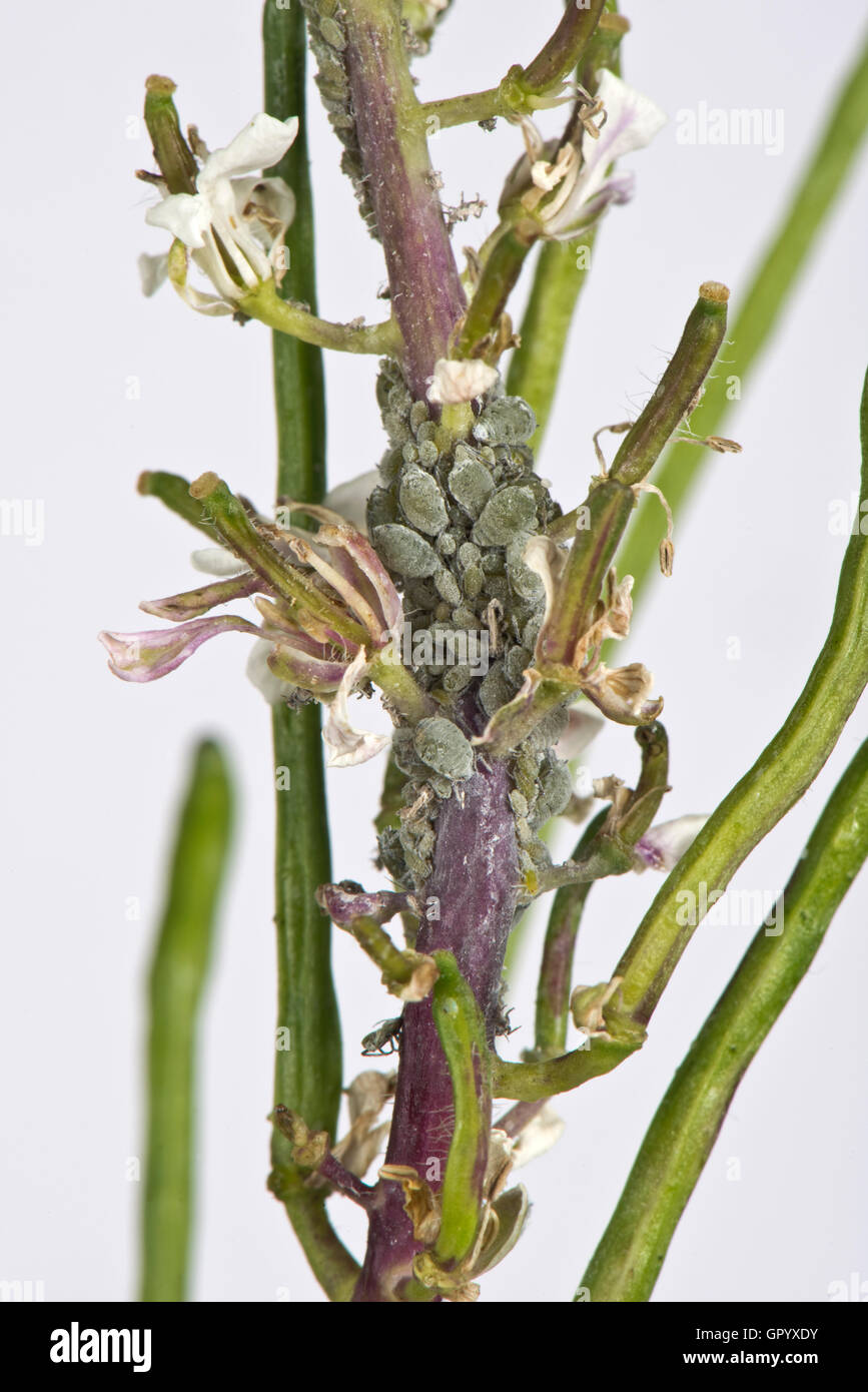 Mealy cabbage aphids, Brevicoryne brassicae, on secondary host plant/weed Alliaria petiolata Stock Photo