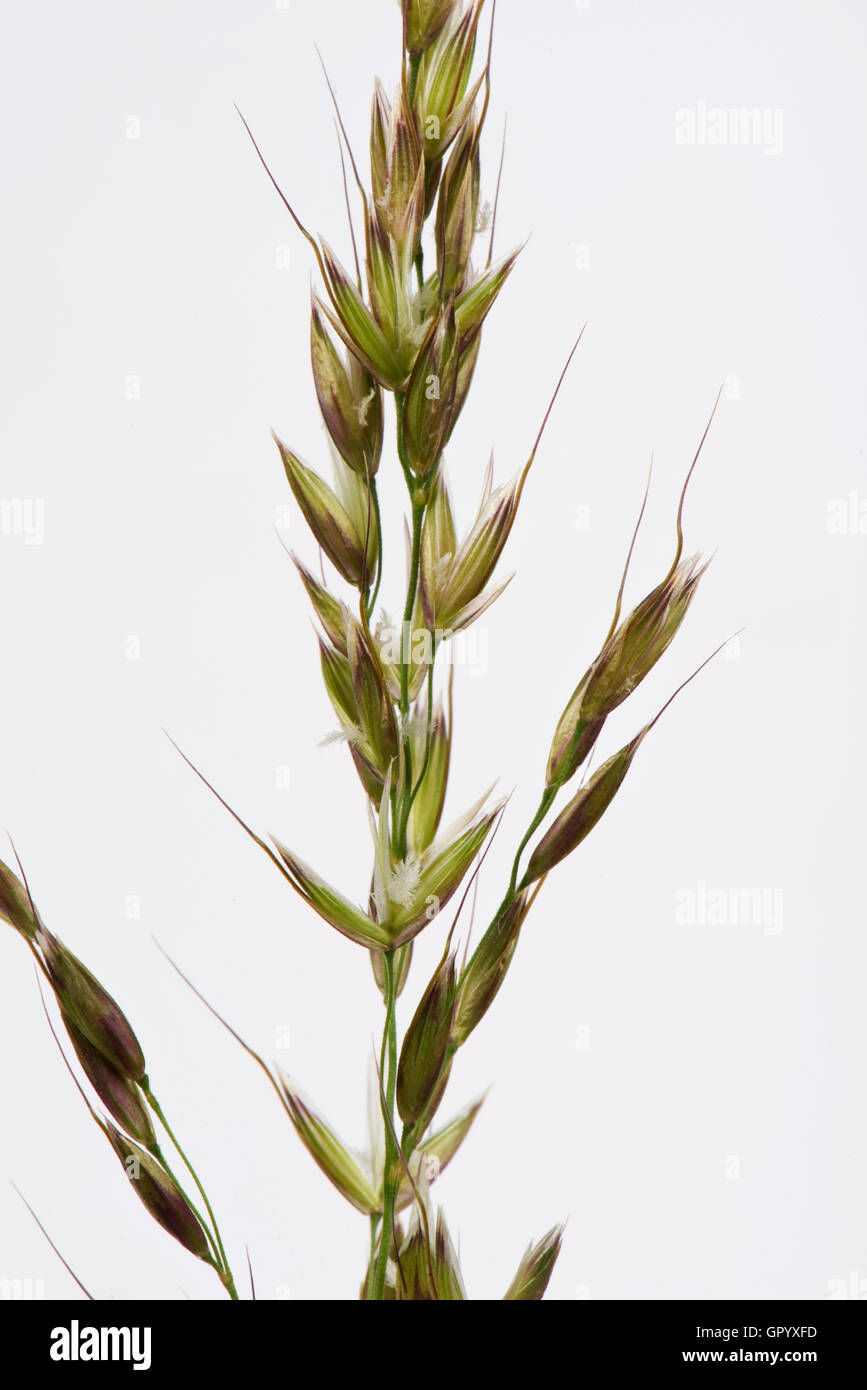 False oatgrass or onion couch, Arrhenatherum eltius, inflorescence