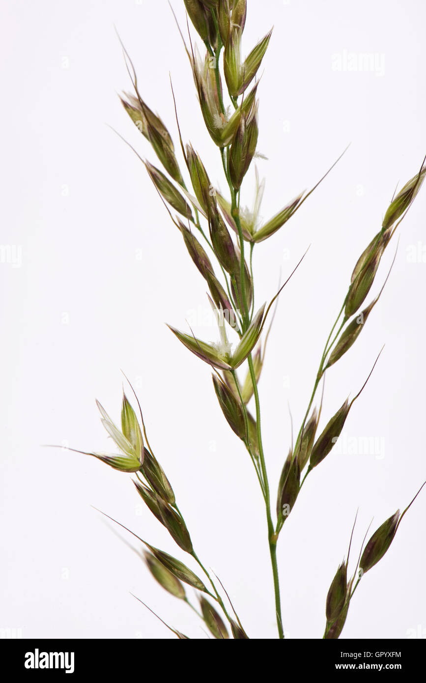 False oat-grass or onion couch, Arrhenatherum eltius, inflorescence, June Stock Photo