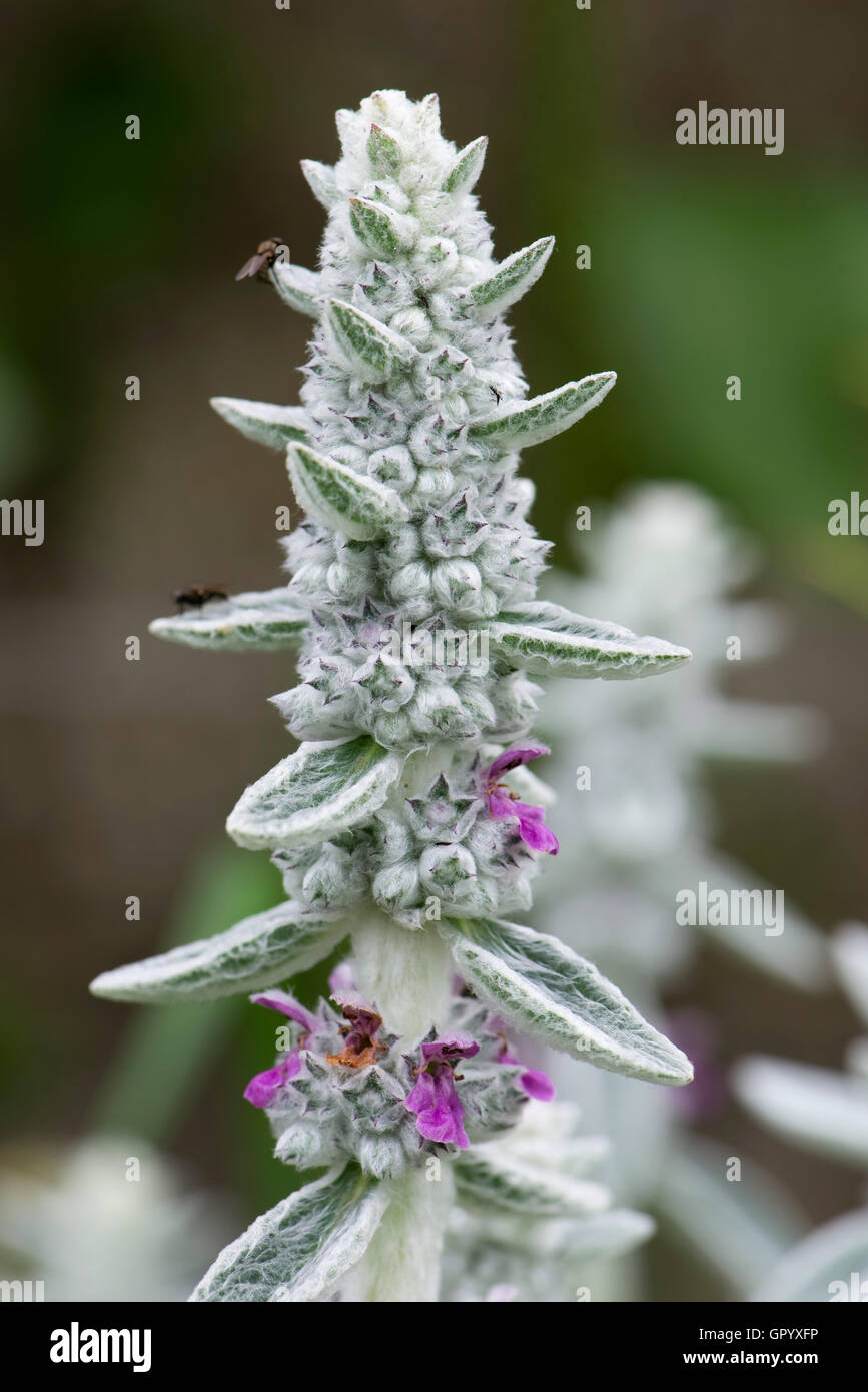 Lamb's ear, Stachys byzantina 'Silver Carpet' flower spike with insects, Berkshire, June Stock Photo