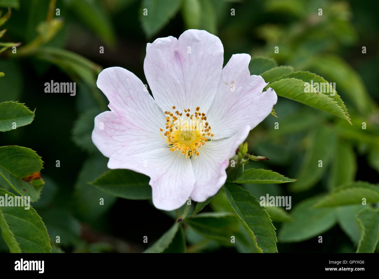 England Dog Rose High Resolution Stock Photography and Images Alamy