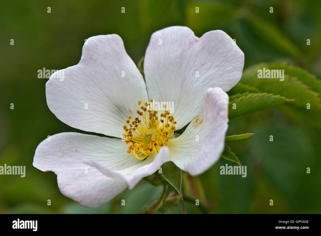 England Dog Rose High Resolution Stock Photography and Images Alamy