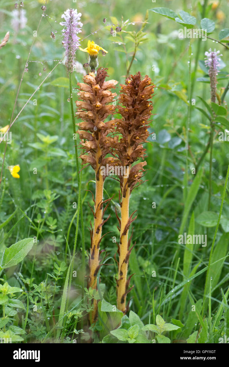 Knapweed broomrape, Orobanche elatior, flower spikes almost over in a disused chalk pit, Berkshire, June Stock Photo