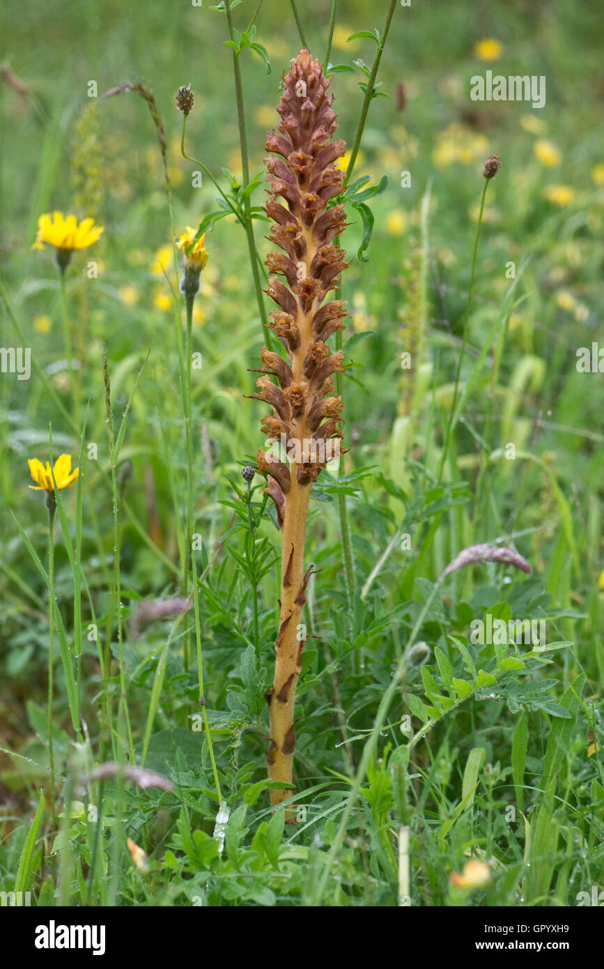 Knapweed broomrape, Orobanche elatior, flower spike almost over in a disused chalk pit, Berkshire, June Stock Photo