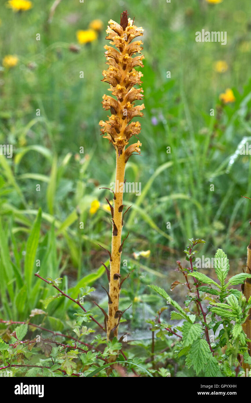 Knapweed broomrape, Orobanche elatior, flower spike in a disused chalk pit, Berkshire, June Stock Photo