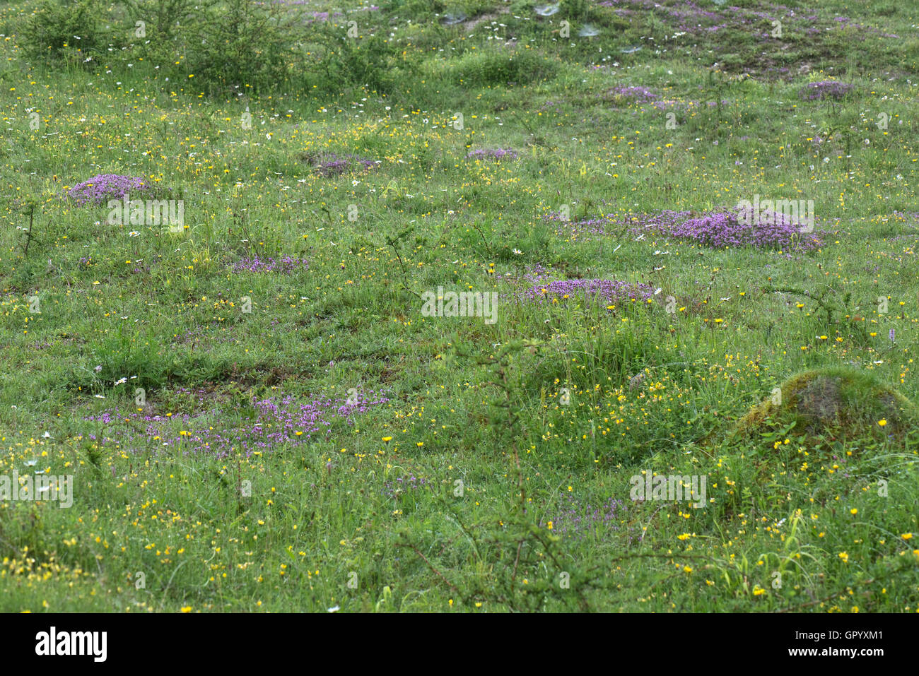 Wild thyme, Thymus serpyllum, flowering on the floor of a disused chalk quarry on a rainy day, June Stock Photo