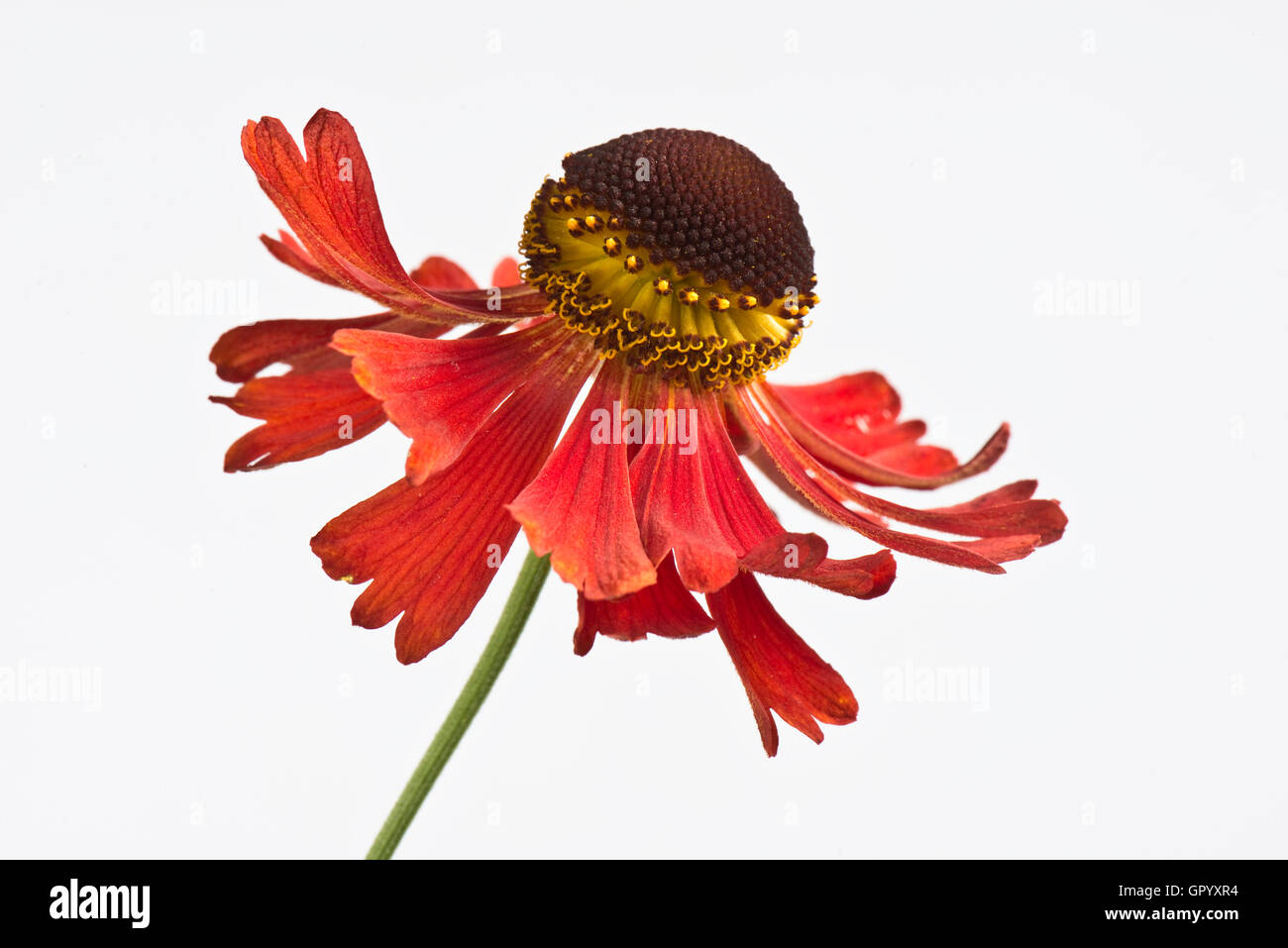 Sneezeweed, Helenium 'Moorheim Beauty' orange-red flower of this perennial garden plant Stock Photo