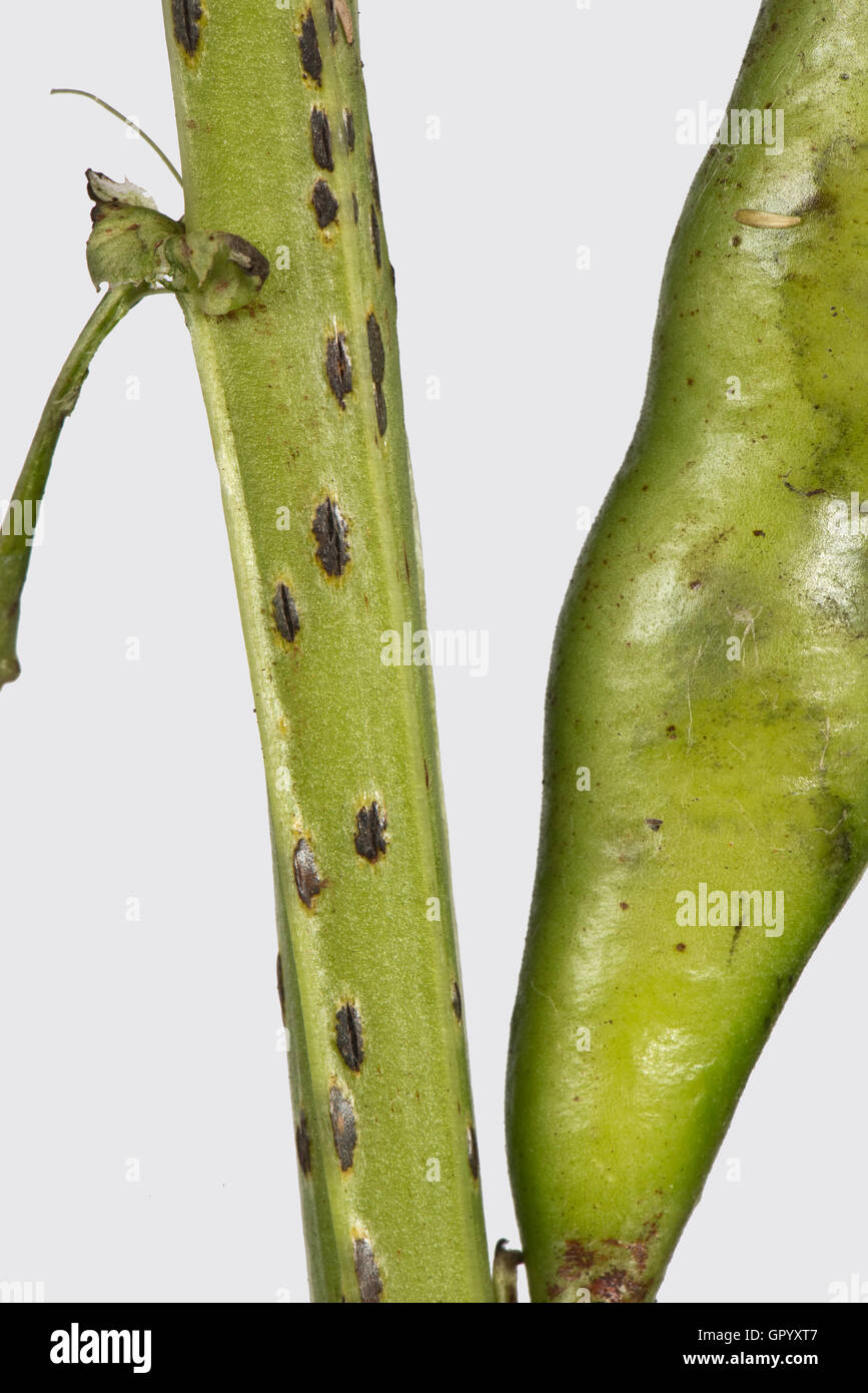 Faba or broad bean rust, Uromyces viciae-fabae, pustules lesions on a broad bean stem, August Stock Photo