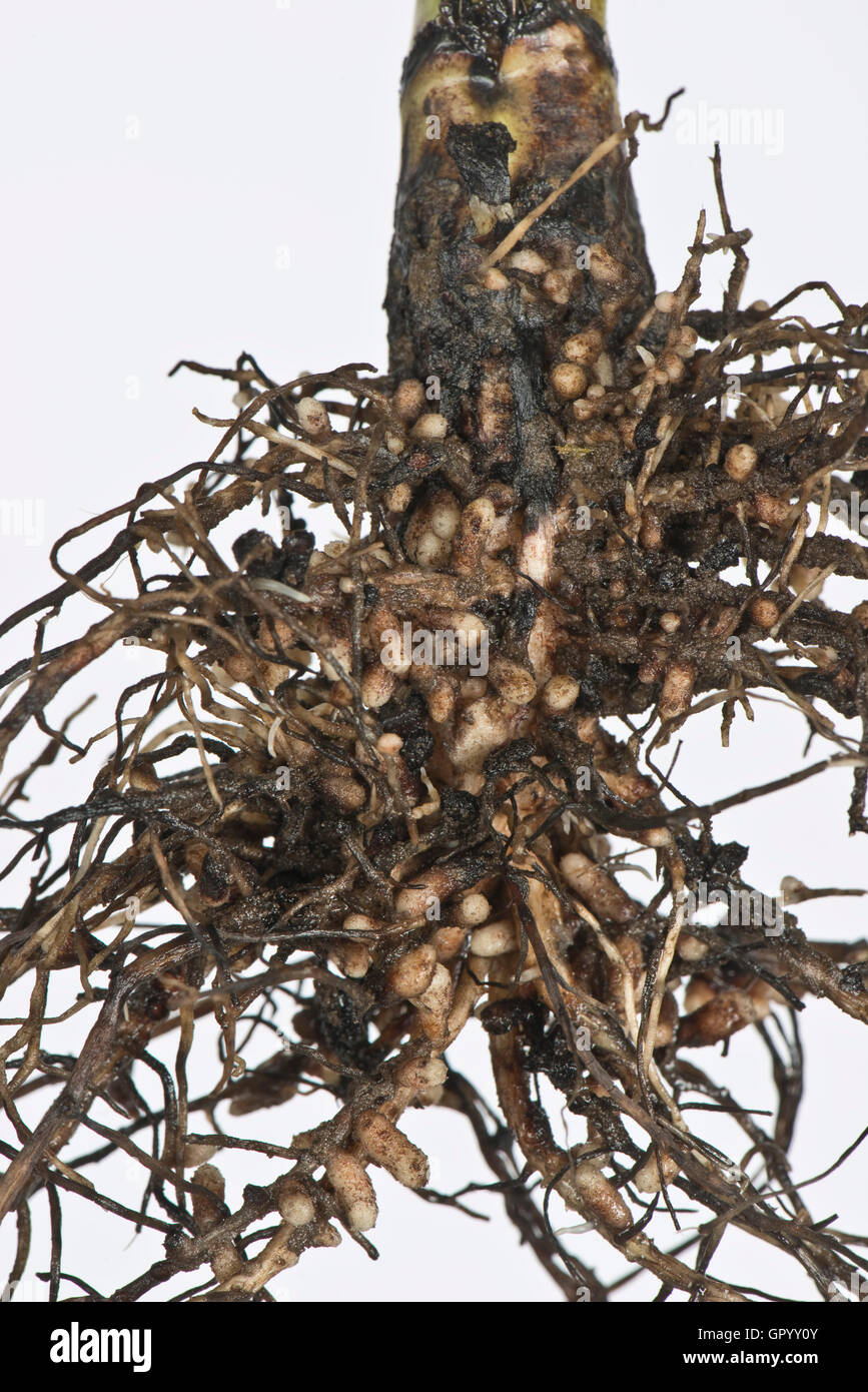 Root nodules for nitrogen fixation formed by Rhizobium bacteria on the roots of a broad bean plant Stock Photo