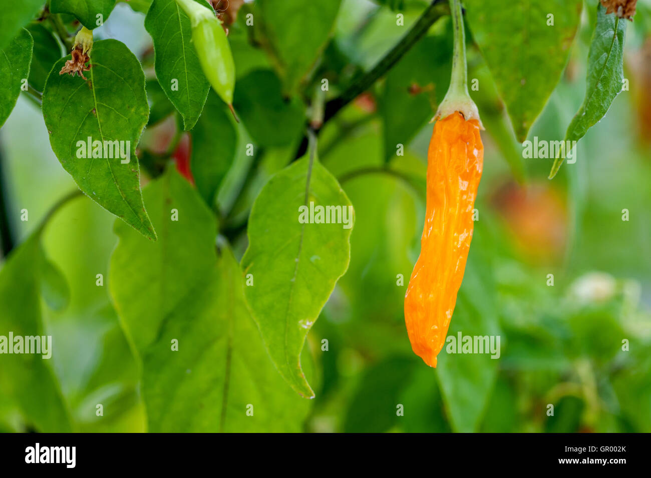 Unusual chilis at the annual Chili Fiesta at West Dean Estate in West Sussex. Stock Photo