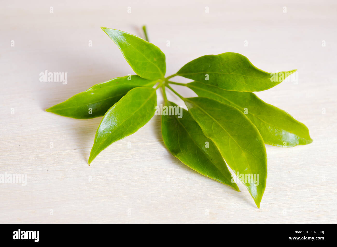 Araliaceae leaf - Famous Thai Herb (Also called as Schefflera leucantha R.Vig., Schefflera kwangsiensis Merr, Schefflera tamdaoe Stock Photo