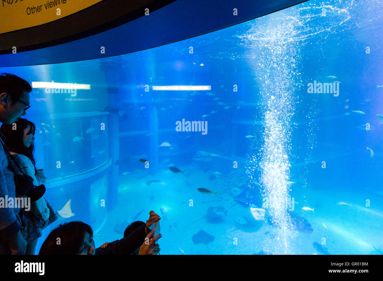 Japan, Osaka Aquarium, Kaiyukan. Interior. Japanese people looking through large curved window at fish in the massive Pacific Ocean tank. Stock Photo