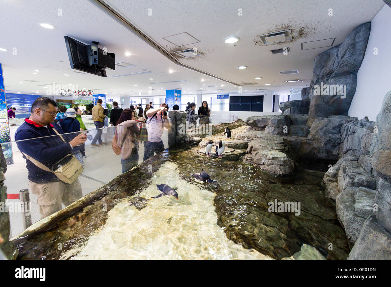 Japan, Osaka Aquarium, Kaiyukan. Tourists taking photographs of