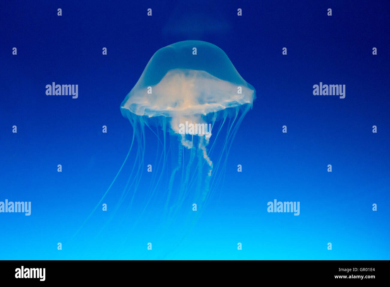 Japan, Osaka Aquarium, Kaiyukan. Interior. Pacific Sea Nettle Jellyfish, Chrysaora fuscescens, translucent, swimming in darkened deep water tank. Stock Photo