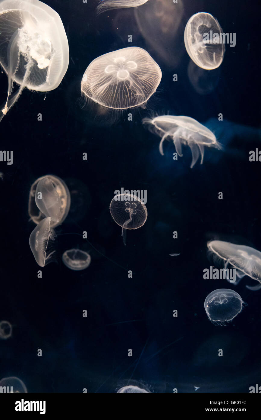 Japan, The Osaka Aquarium, Kaiyukan. Interior. Several Moon Jellyfish, 'Aurelia auritain', translucent and grey, swimming in darkened deep water tank. Stock Photo