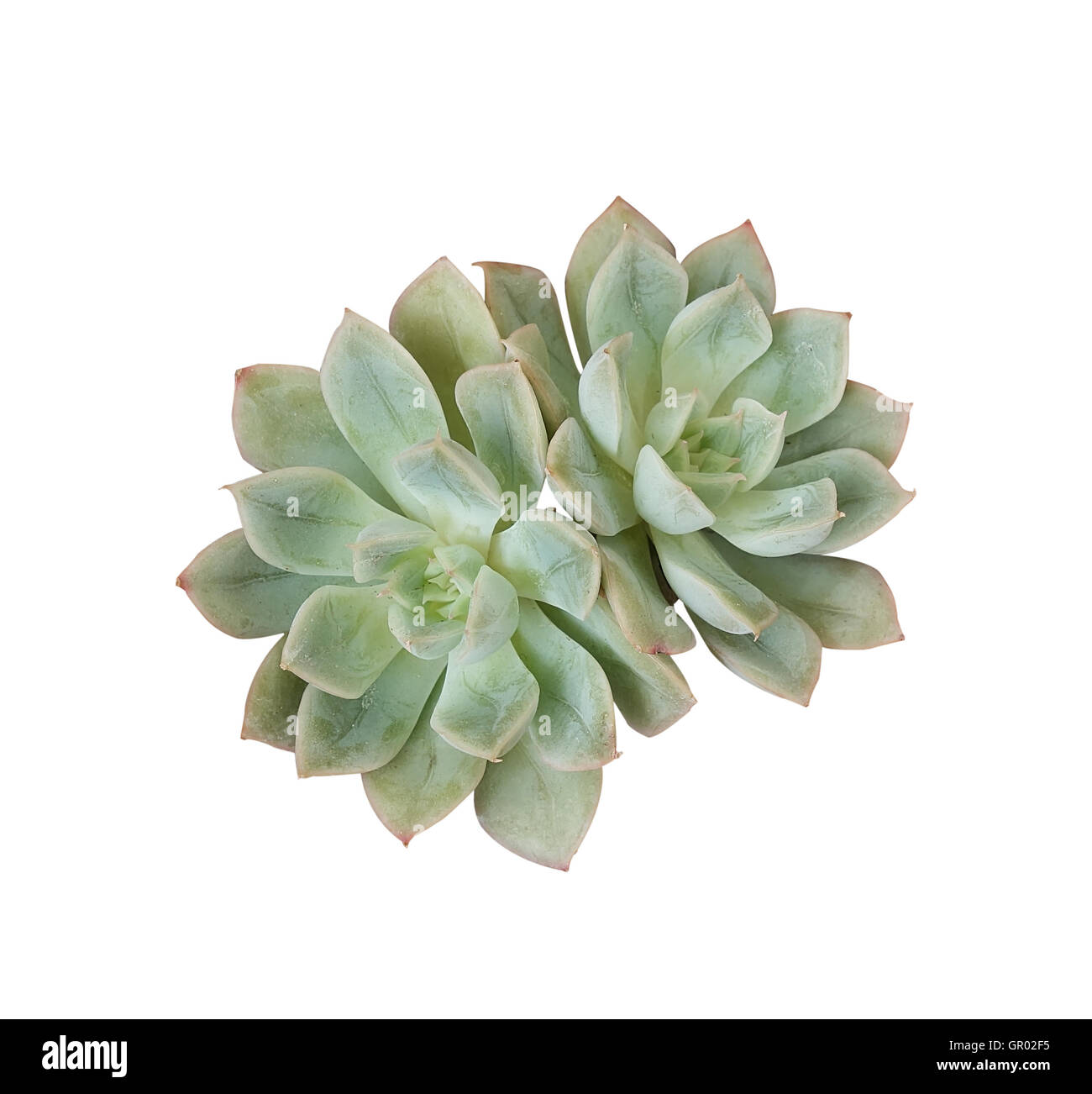 cactus succulents in a planter Stock Photo Alamy