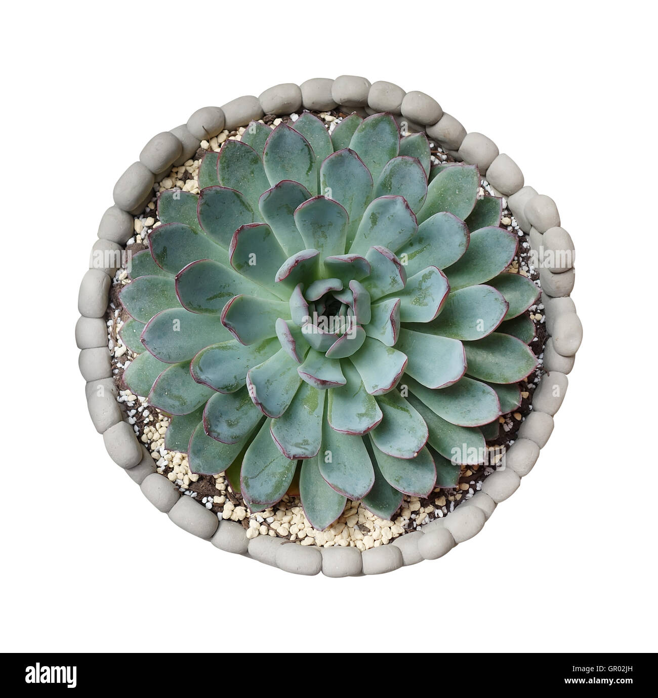 cactus succulents in a planter Stock Photo Alamy