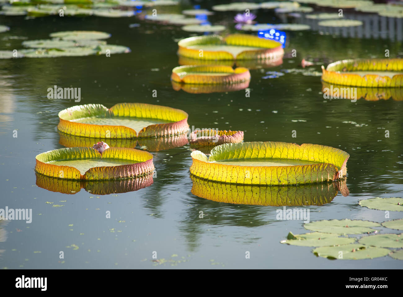 Huge floating lotus,Giant Amazon water lily,Victoria amazonia Stock
