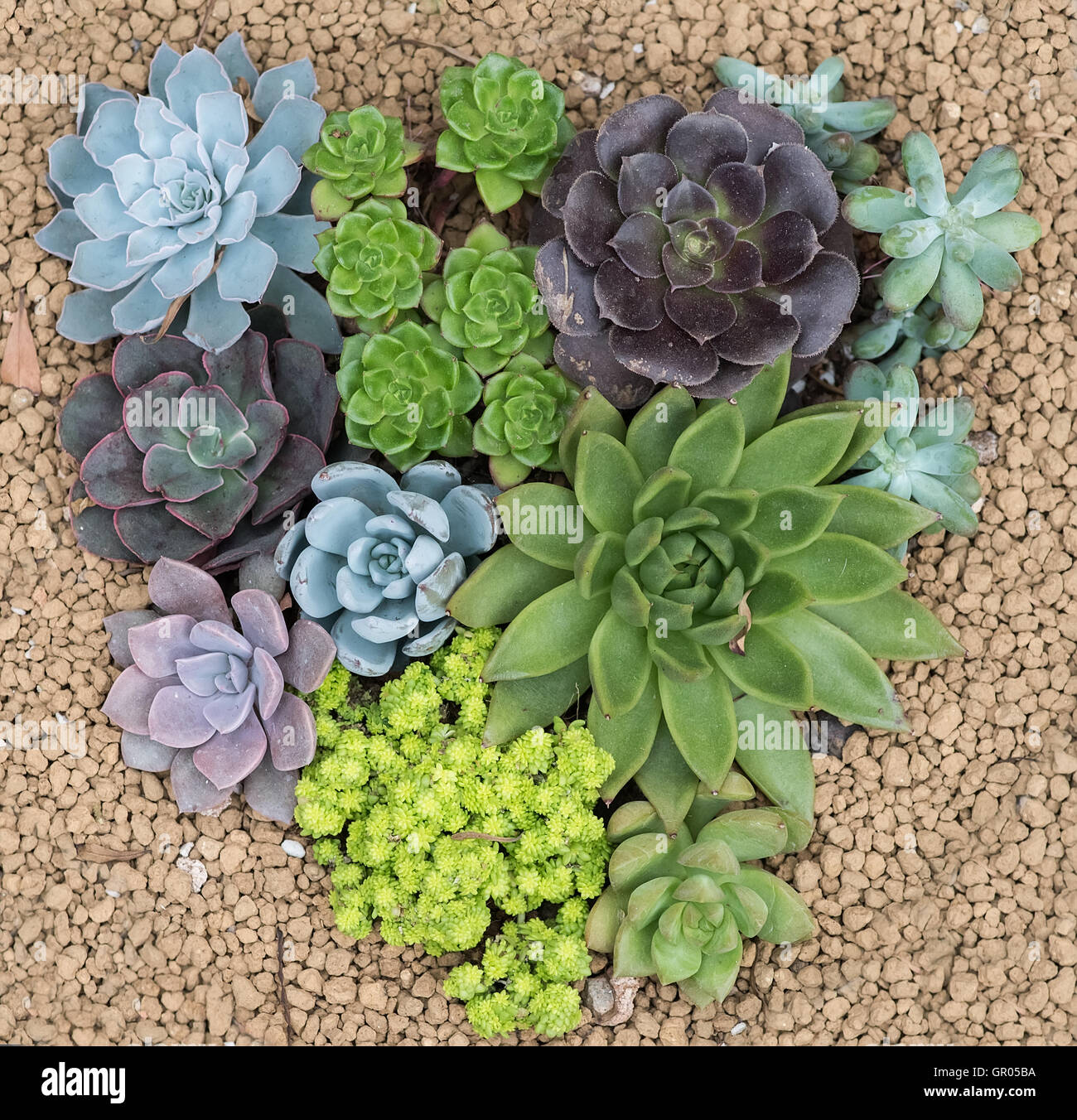 cactus succulents in a planter Stock Photo Alamy