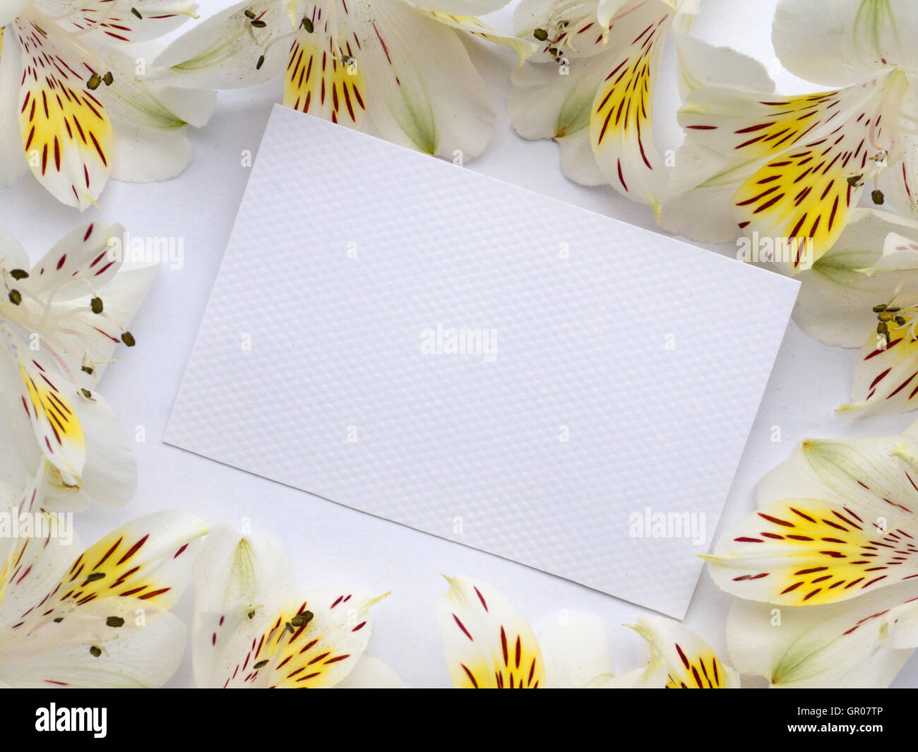 White textured paper greeting card in the frame of alstroemeria flowers Stock Photo