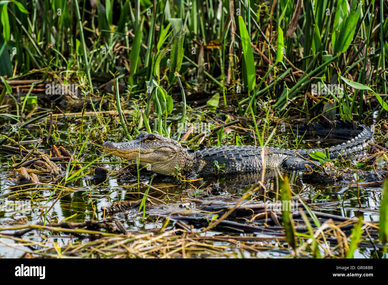 This is a shot of an Alligator n the marsh at the edge of Lake Tohipekaliga Kissimmee Florida on 23 December 2015 Stock Photo