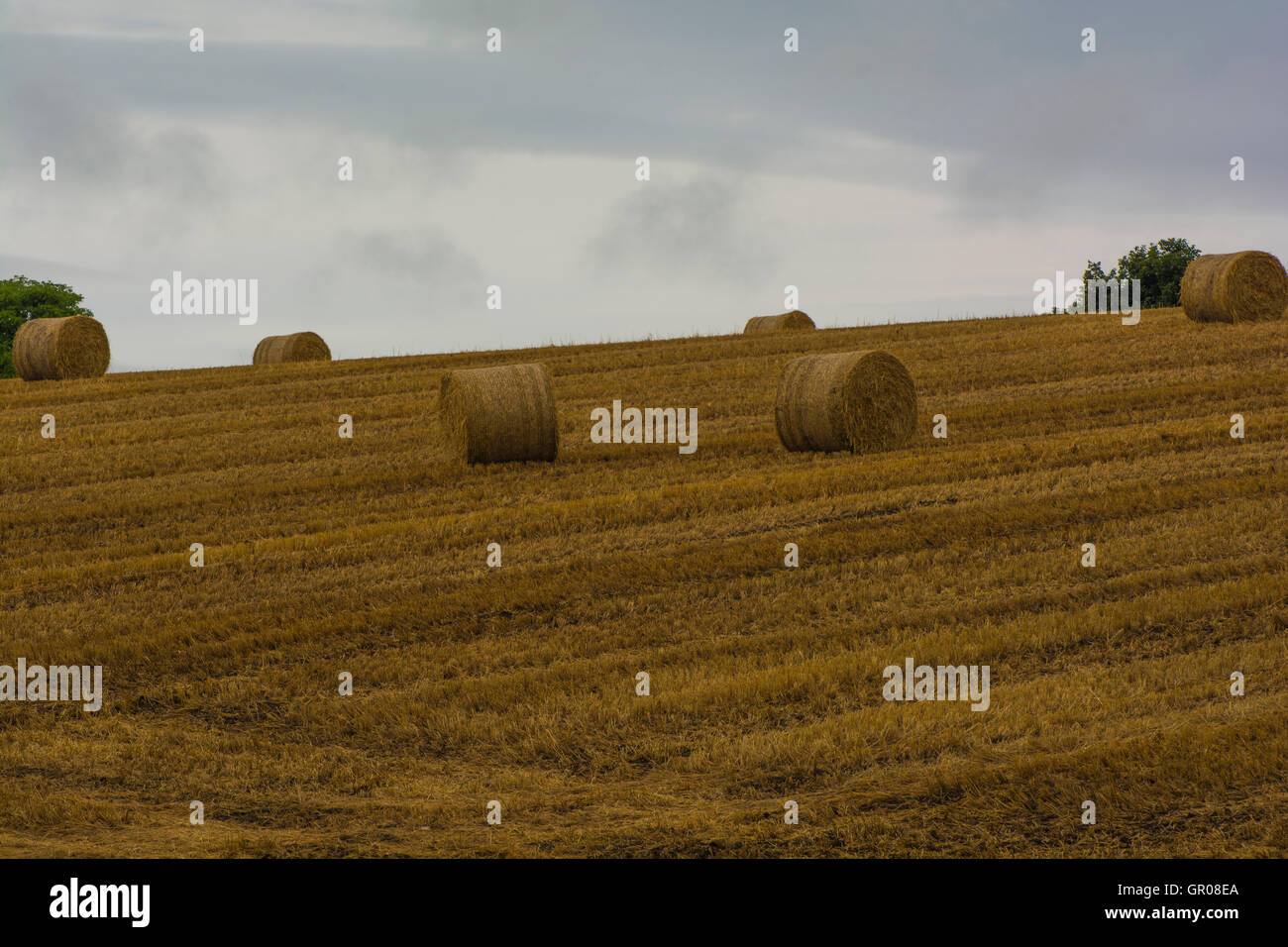 Hay Bales 16 High Resolution Stock Photography And Images Alamy