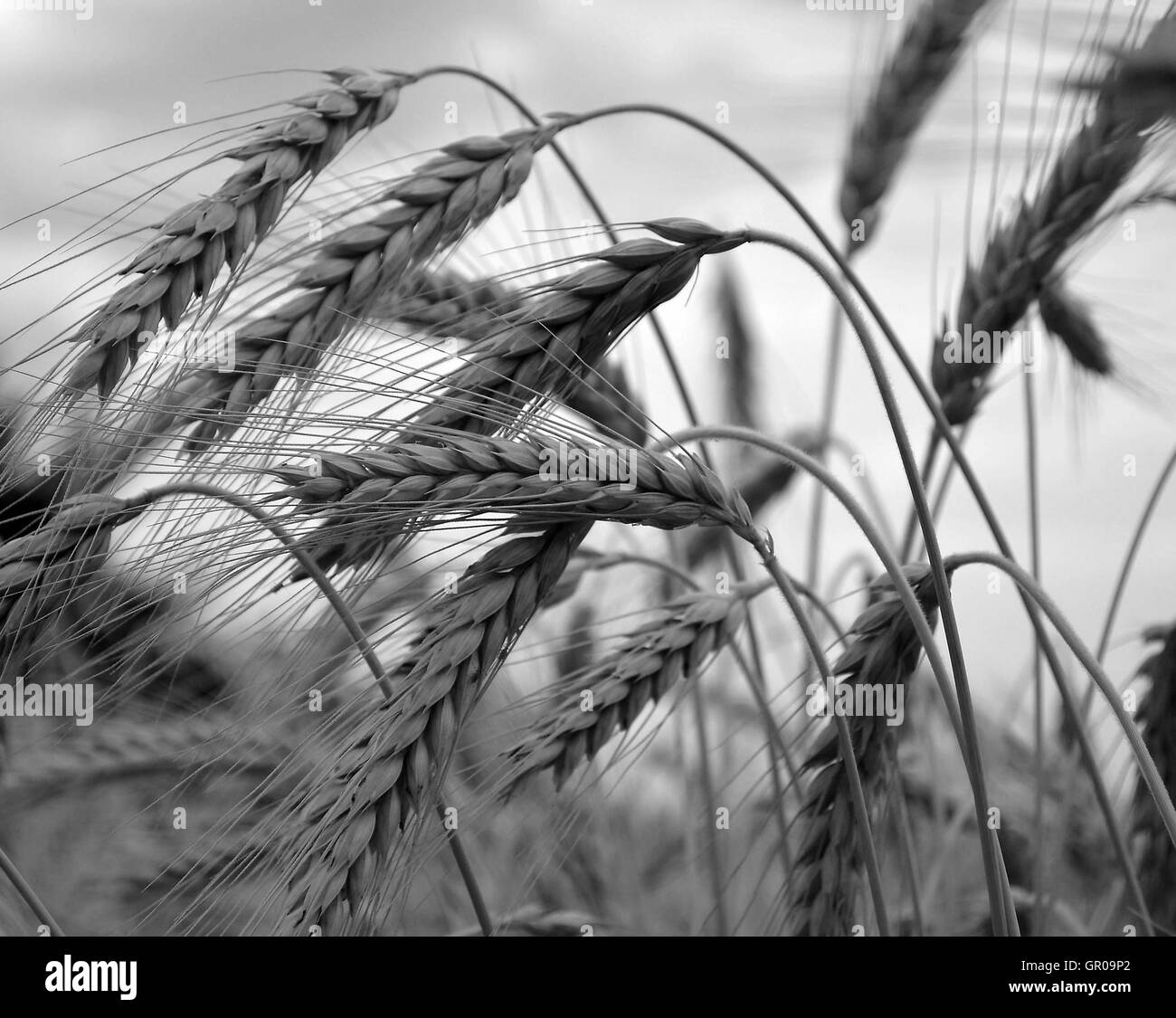 Wheat harvest Black and White Stock Photos & Images Alamy