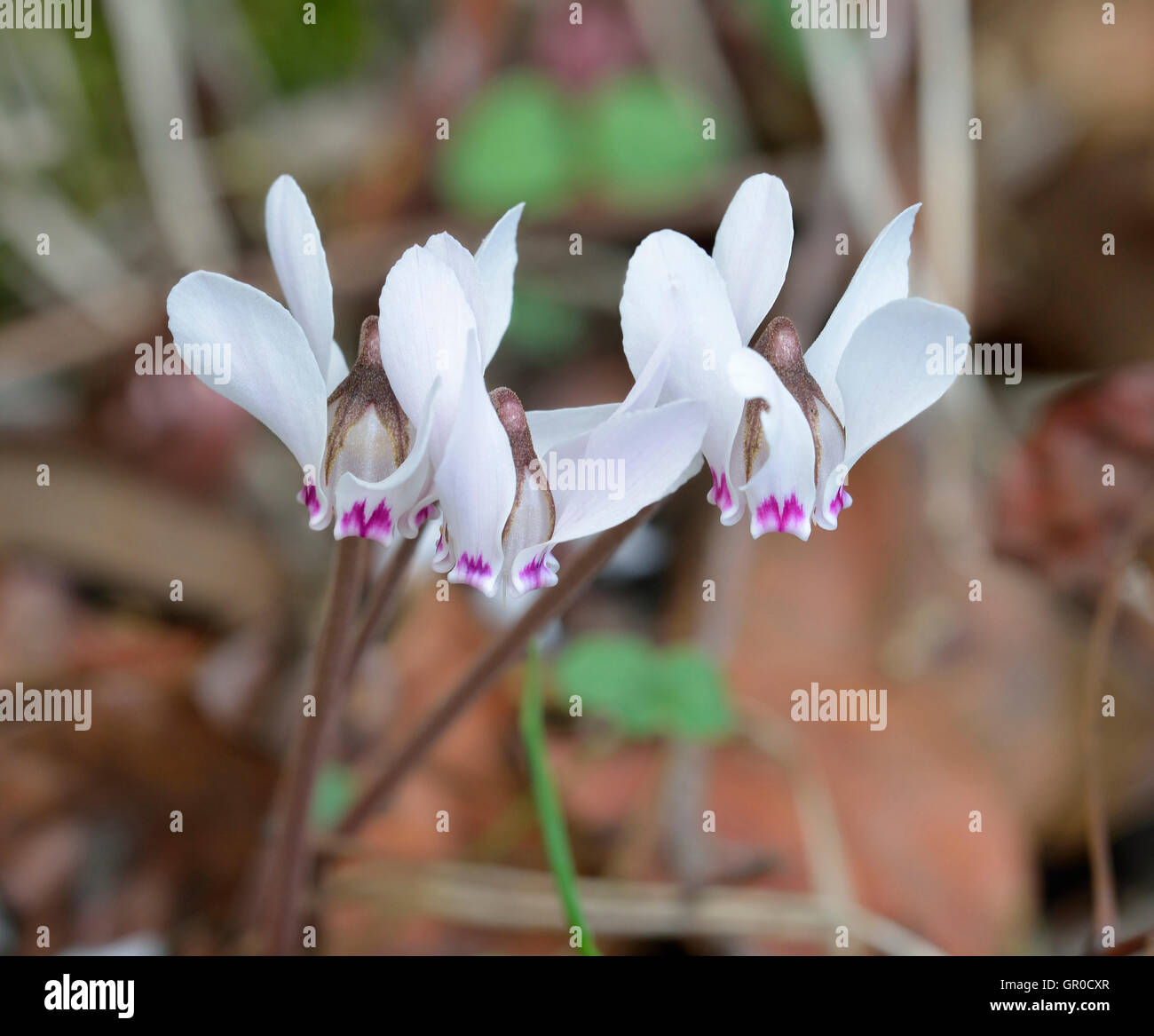 Cypriot Sowbread - Cyclamen cyprium Endemic to Cyprus Stock Photo