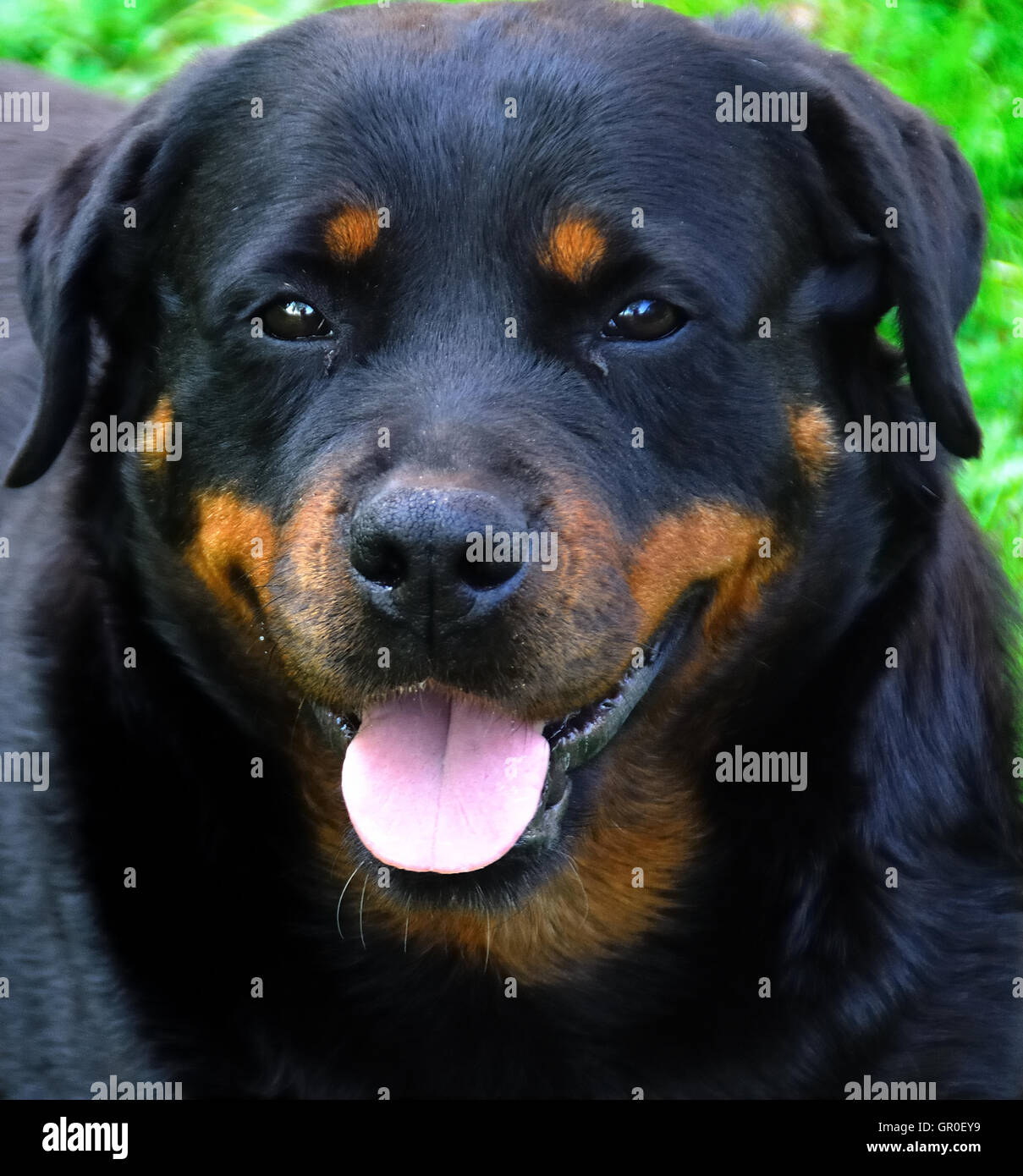 A female of rottweiler dog. Portrait Stock Photo - Alamy