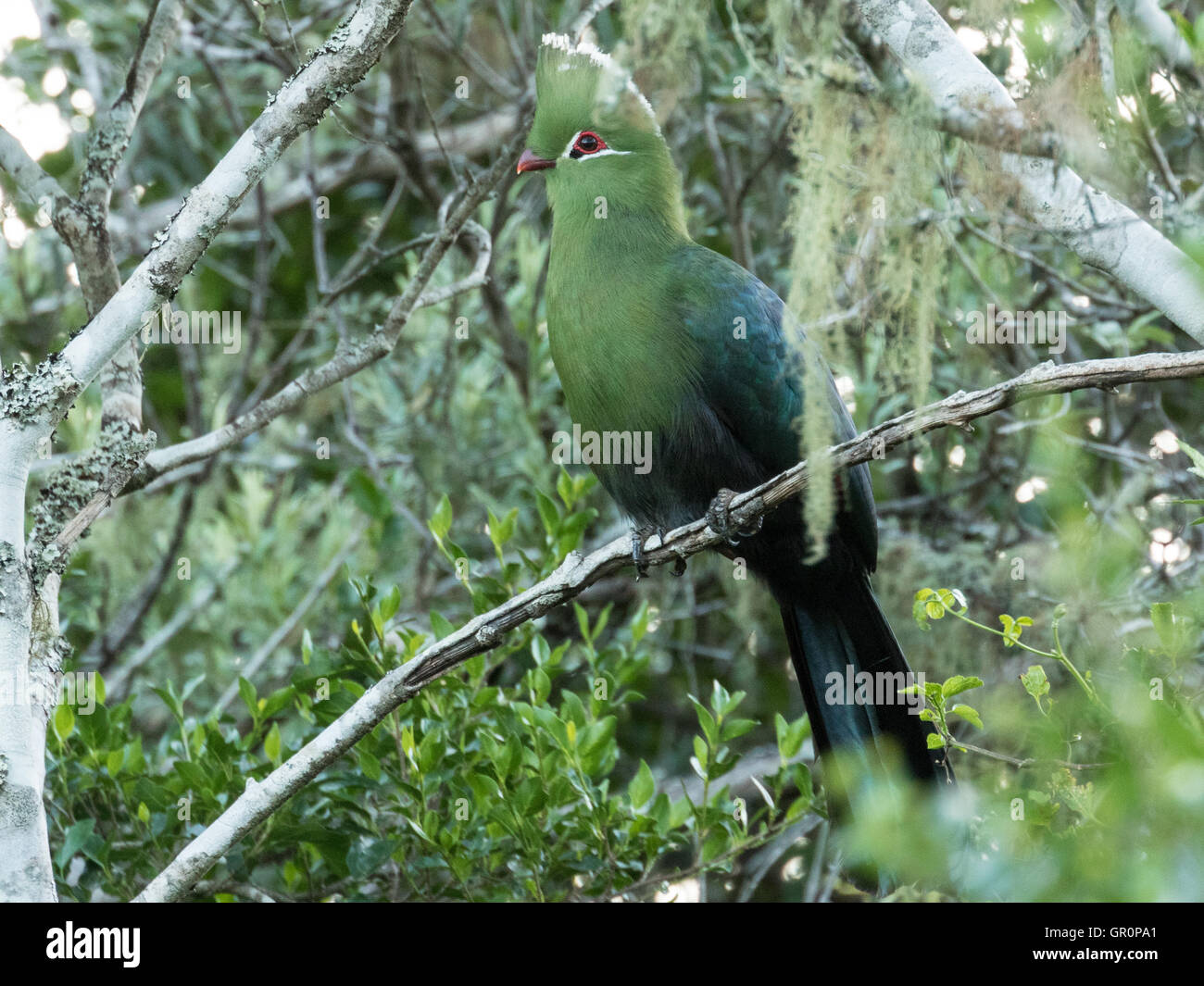 The Knysna Turaco (Tauraco corythaix Stock Photo Alamy