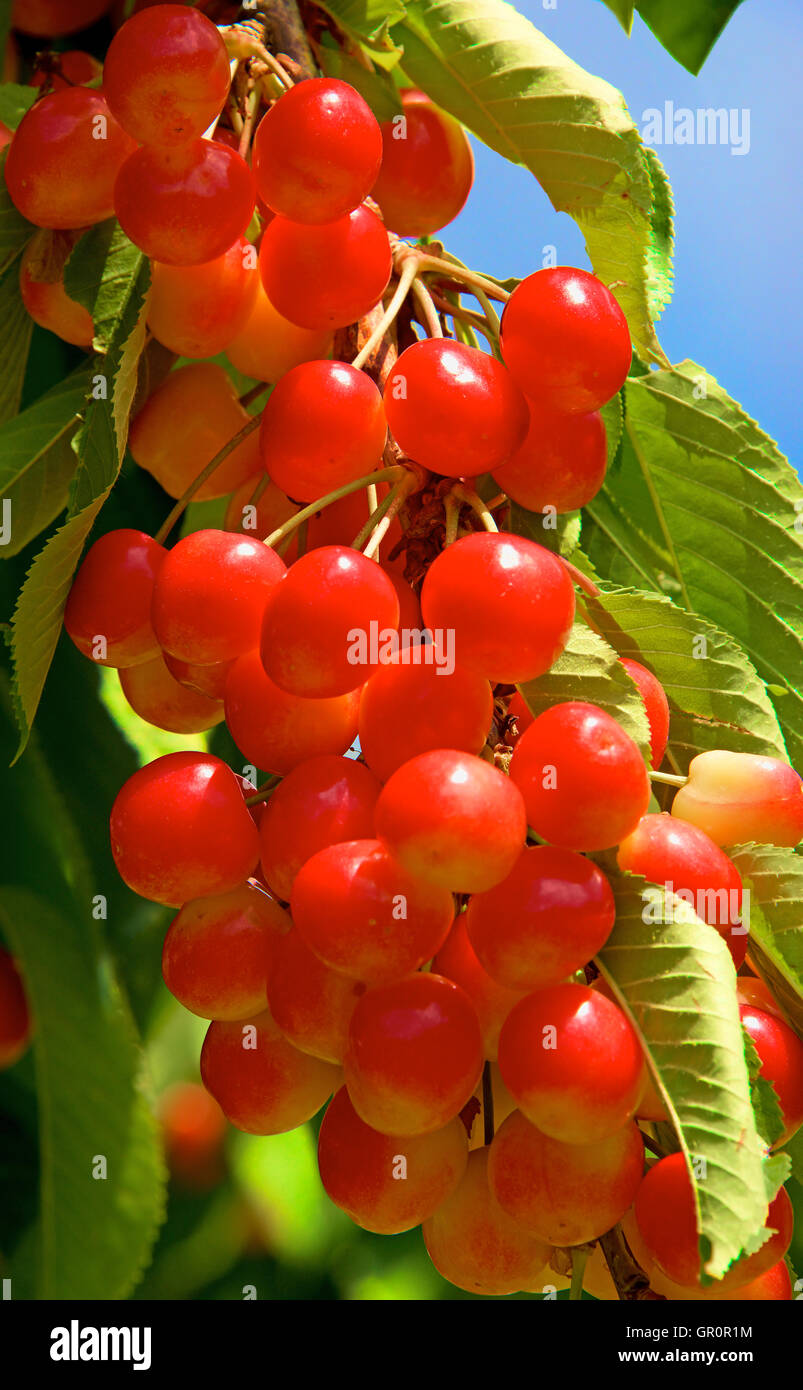 Bunch of ripe cherries on tree Luberon Provence France Stock Photo Alamy