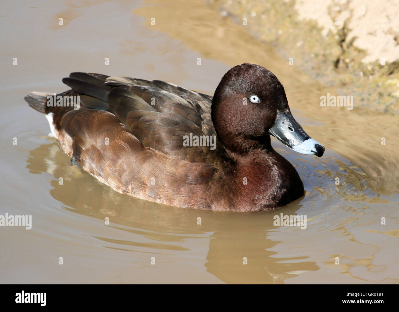 Male Hardhead at WWT Slimbridge in August 2016 Stock Photo