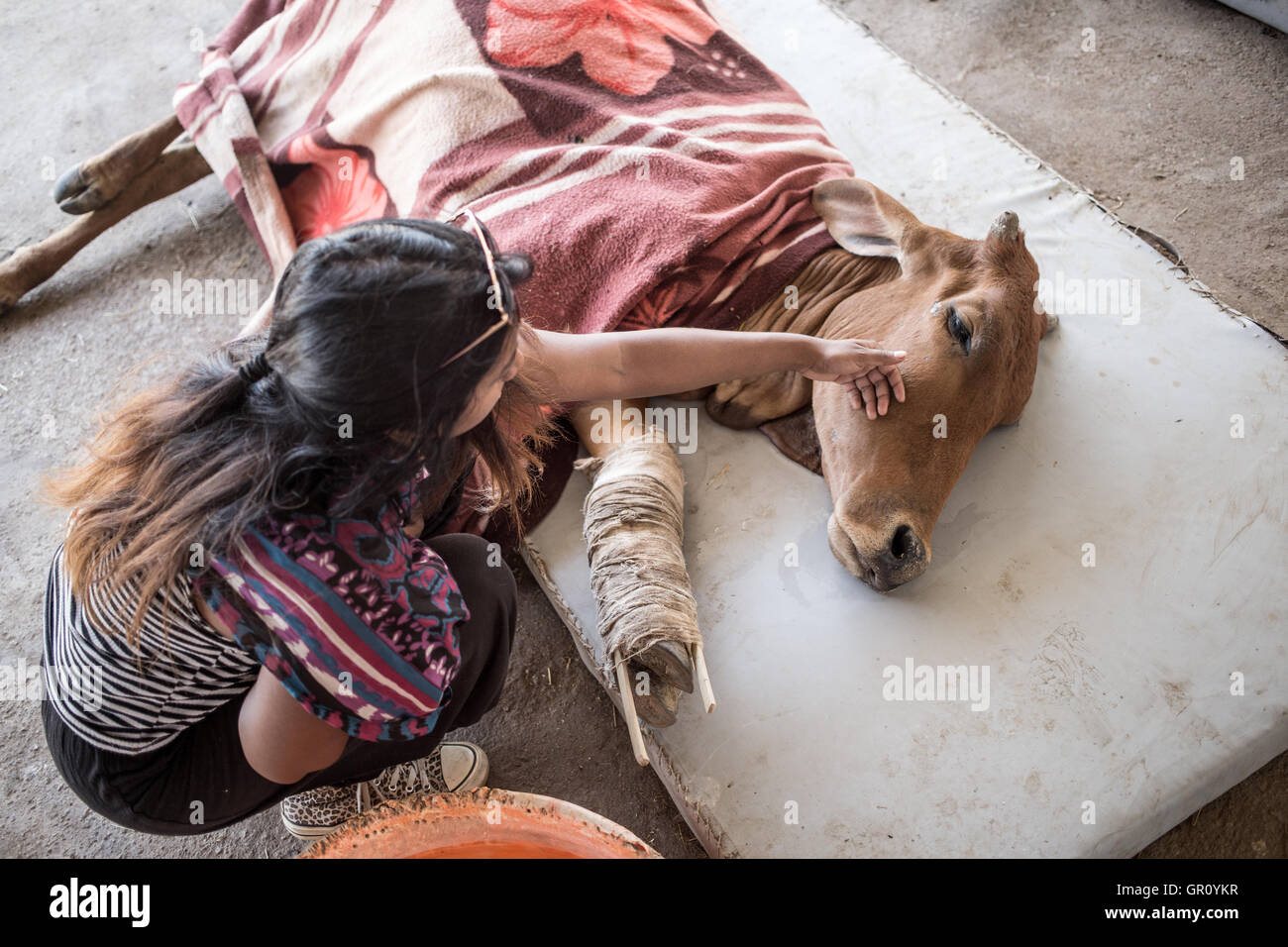 A volunteer petting a dying cow at a animal aid center in Udaipur, India Stock Photo - Alamy A volunteer petting a dying cow at a animal aid center in Udaipur, India Stock Photo - Alamy