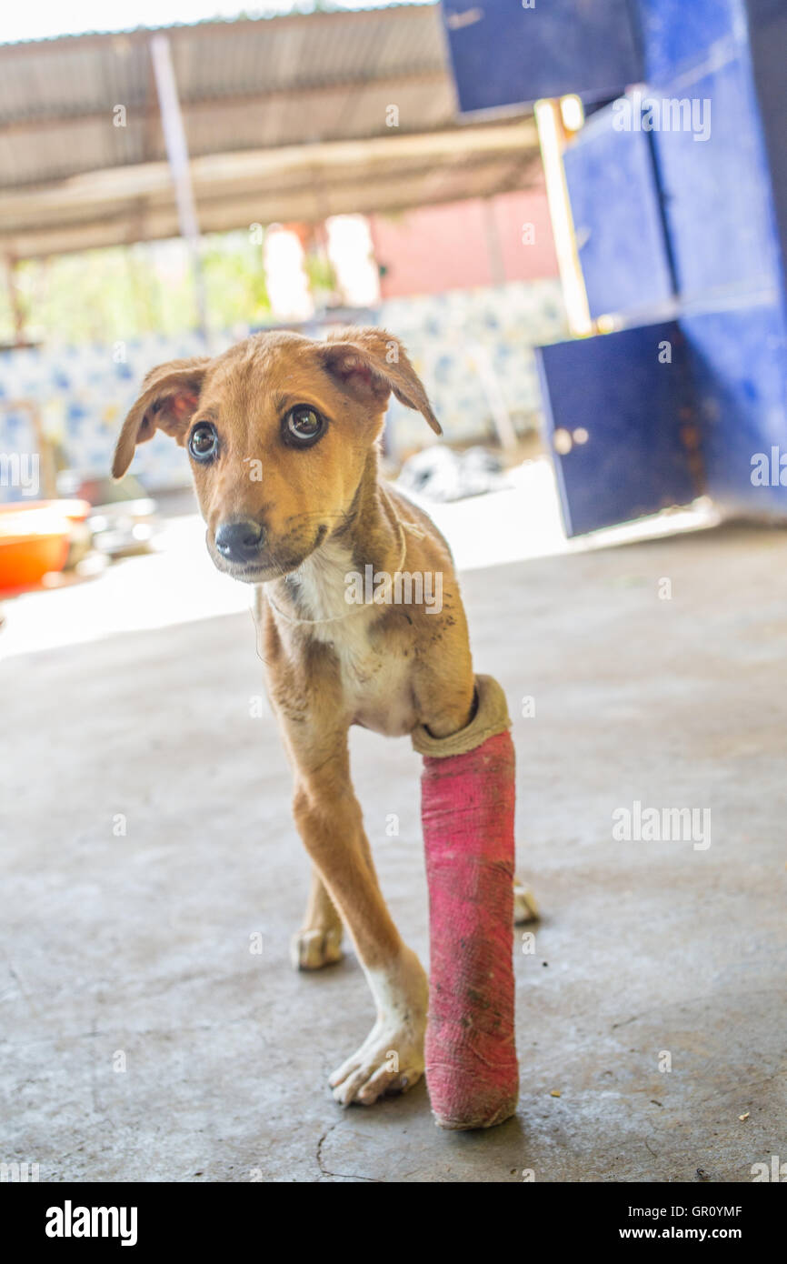 How To Put A Cast On A Dog Leg