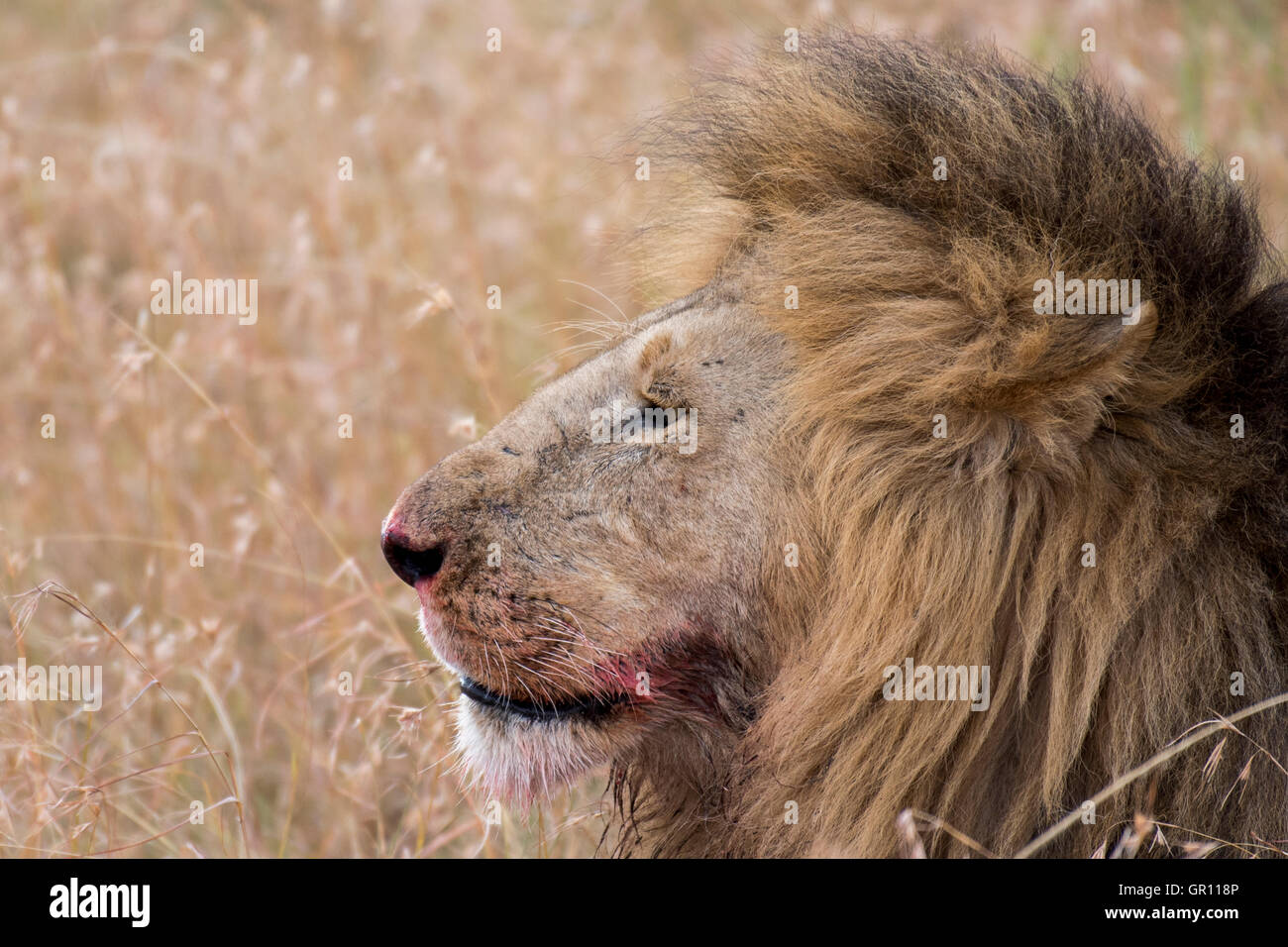 lion portrait hiding in Savannah at Masai Mara national reserve , Kenya Stock Photo