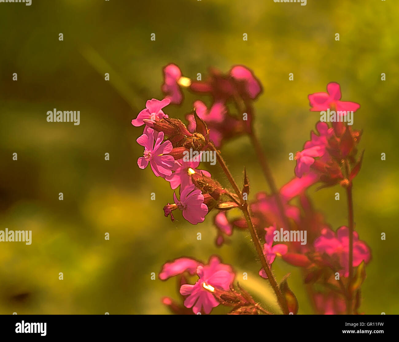 Blooming flowers hi-res stock photography and images - Alamy