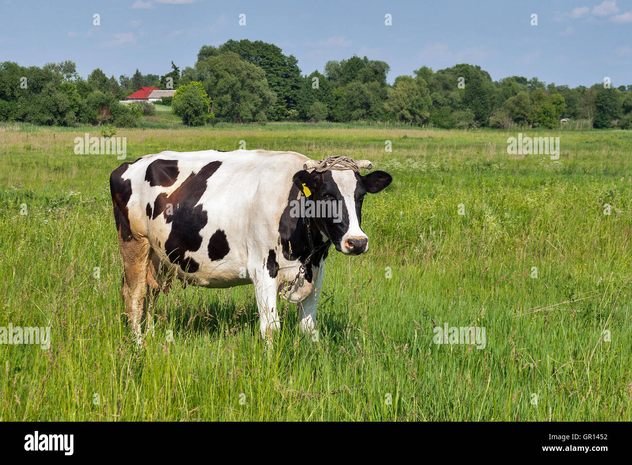 black and white cow grazing in a meadow Stock Photo - Alamy