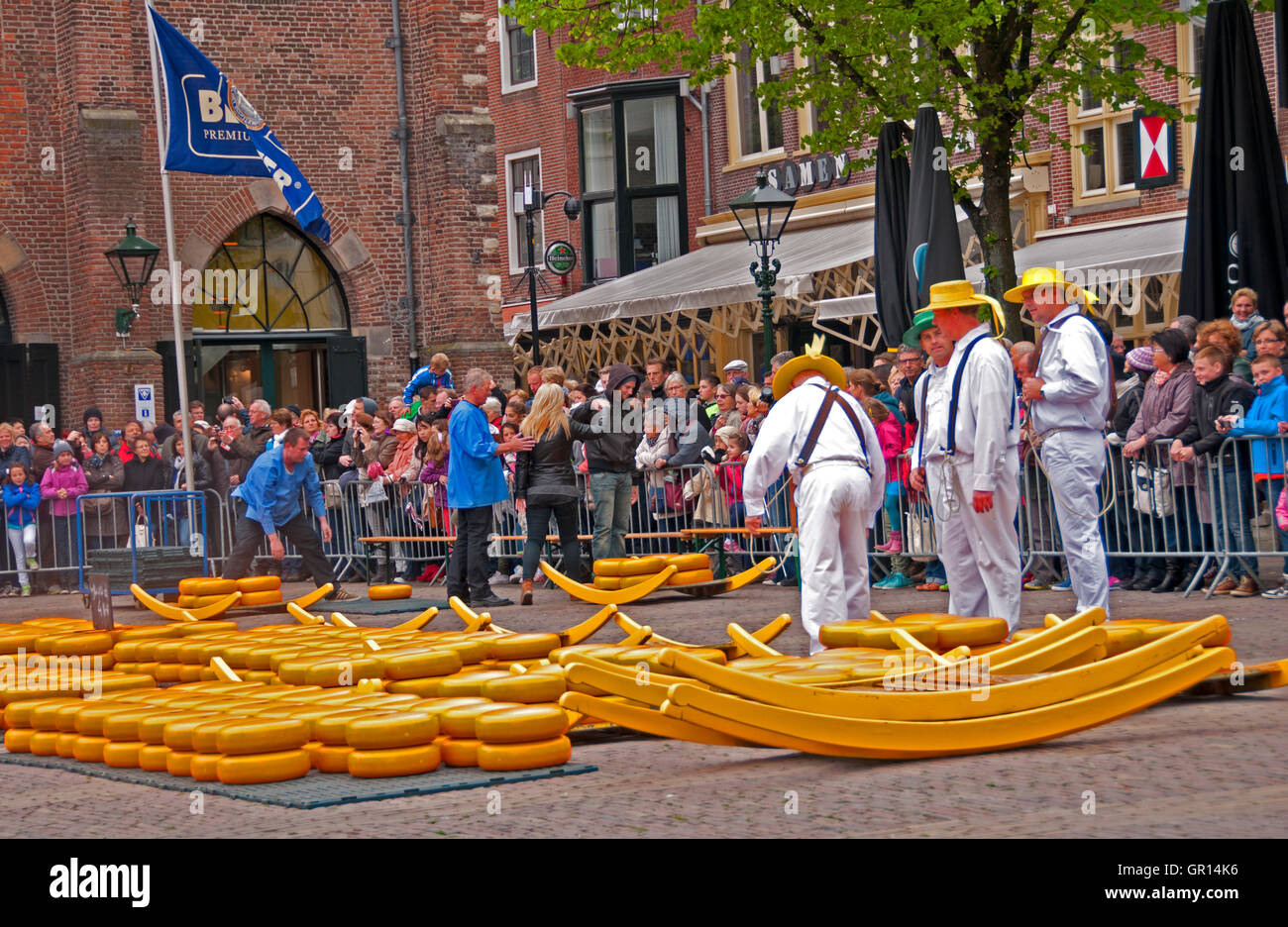 Cheeses are spread out on the Waagplein (the main square) after checked out for quality, at.the Alkmaar Cheese Market Stock Photo