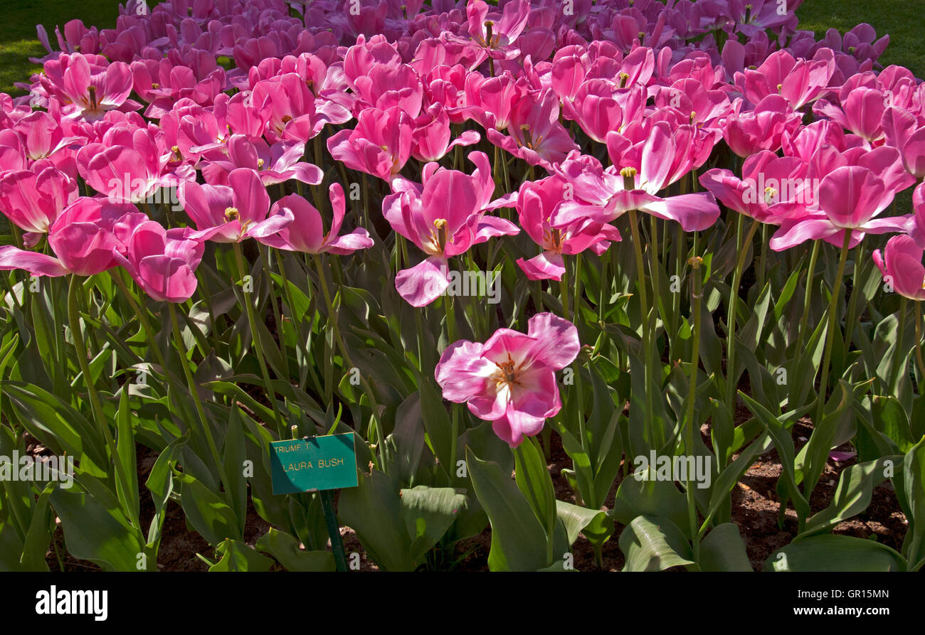Laura Bush Blooming Tulips, Keukenhof Gardens, Lisse, Holland Stock Photo