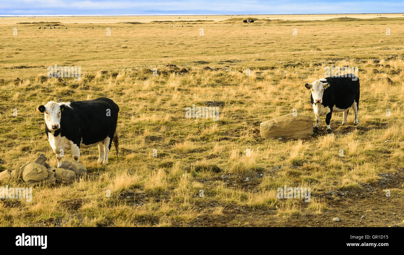 Sheep cows green grass hi-res stock photography and images - Alamy