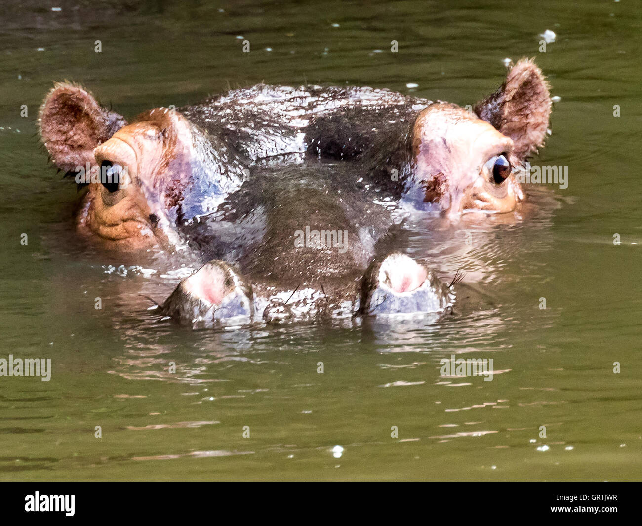 Bull Hippopotamus (Hippopotamus amphibius) In The Bushman River Stock Photo