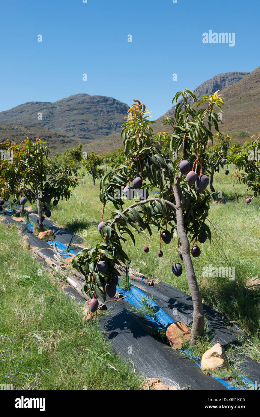 Mango trees (Mangifera indica), variety Sensation organically grown with irrigation, Cederberg, Western cape, South Africa Stock Photo