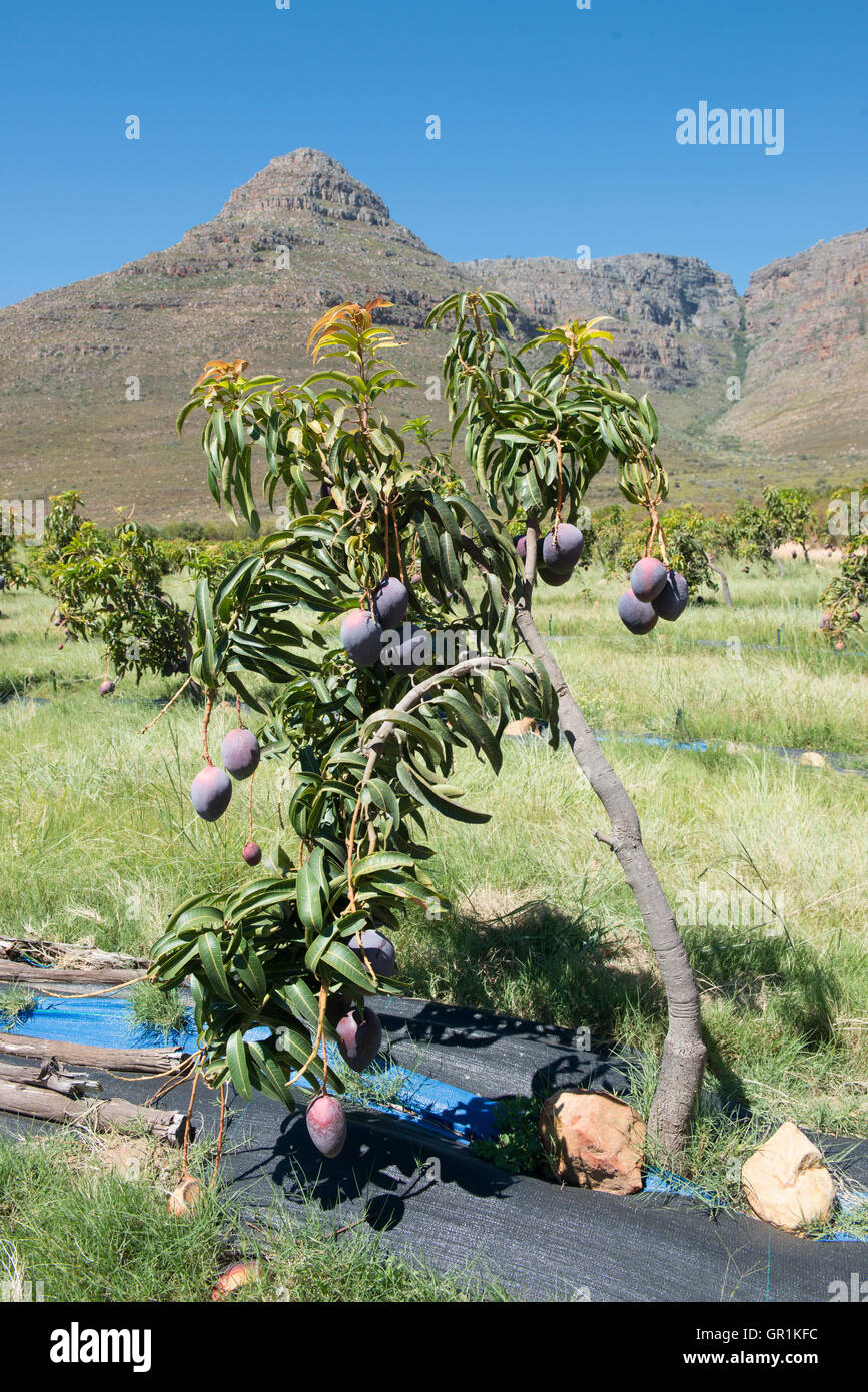 Mango trees (Mangifera indica), variety Sensation organically grown
