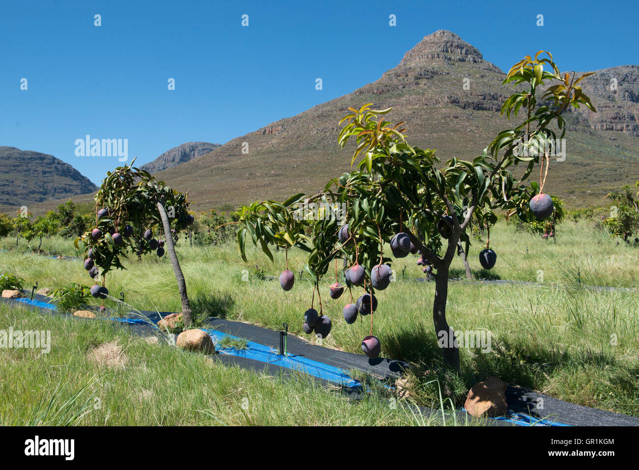 Mango trees (Mangifera indica), variety Sensation organically grown
