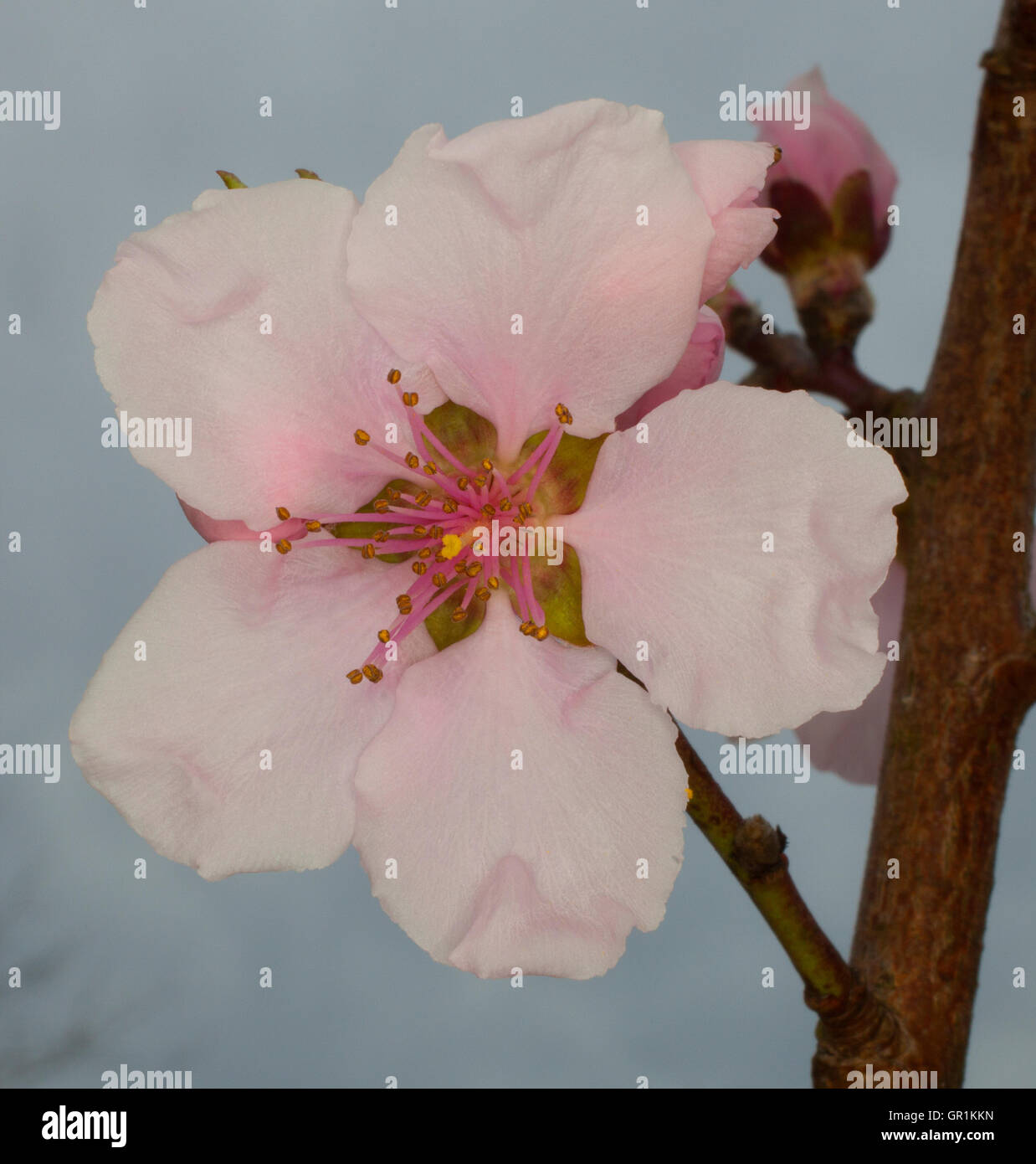 Pink flower on a nectarine tree that appeared in early spring Stock