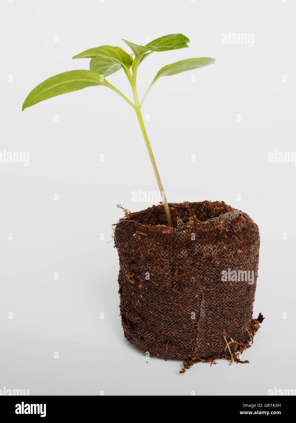 Potting mix hires stock photography and images Alamy