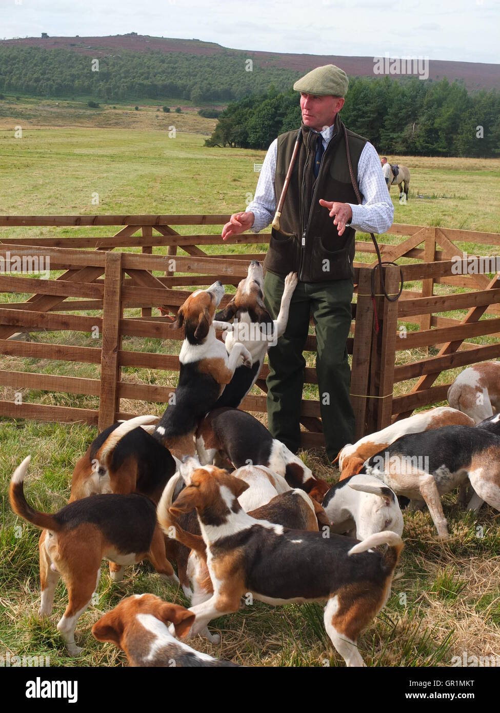 Kennelman of hunt being mobbed by pack of hounds Stock Photo Alamy