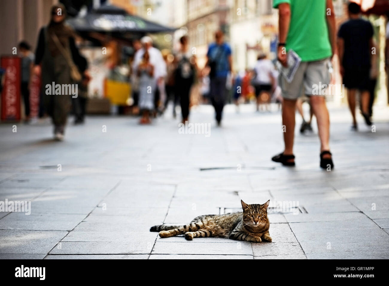 Cat laying down on a pedestrian street with people passing by Stock Photo