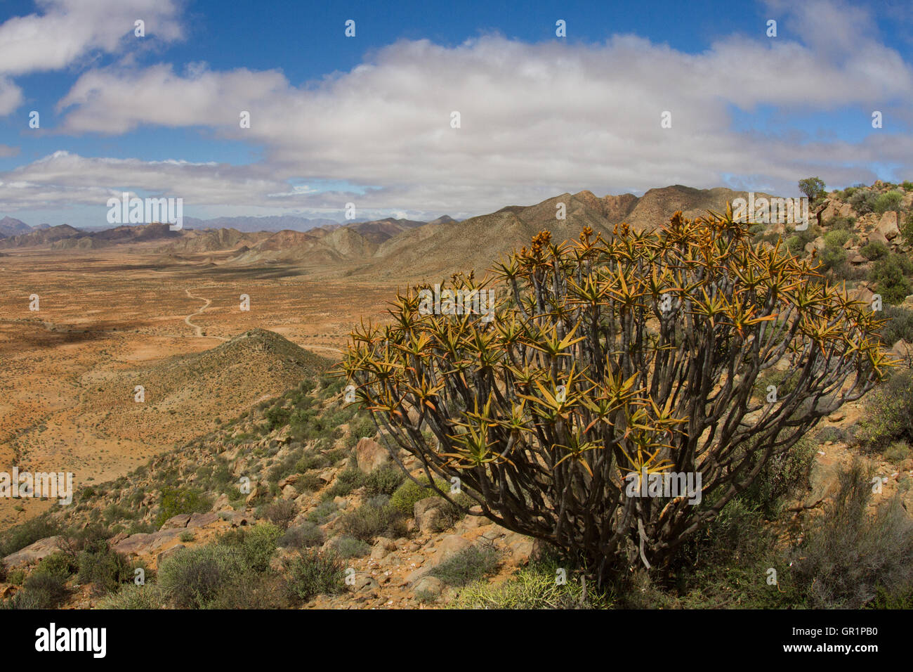 Richtersveld National Park. Desert Mountain landscape with Aloe ramosissima. Stock Photo
