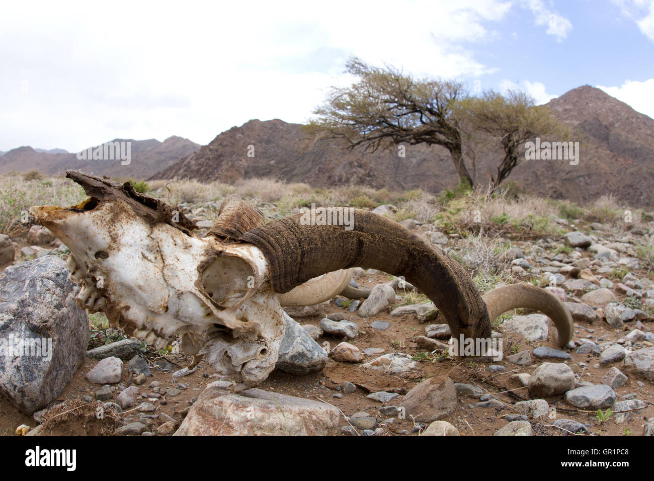 wild Kudù skull ( Tragelaphus strepsiceros ) in the desert near to the Orange River, Namibia. Stock Photo